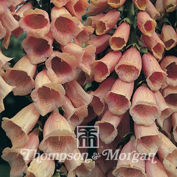 Digitalis purpurea Apricot (zaad) - Vingerhoedskruid