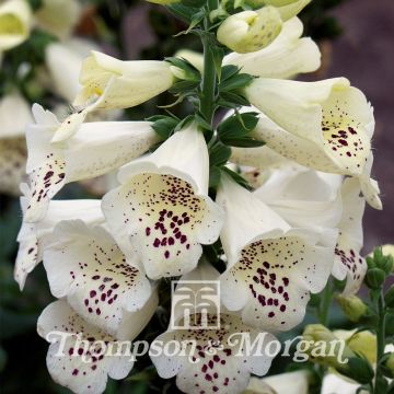 Digitalis purpurea Camelot Cream F1 (zaad) - Vingerhoedskruid