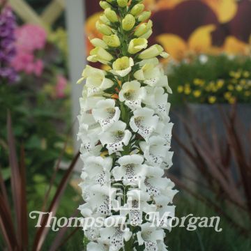 Digitalis purpurea Snowy Mountain (zaad) - Vingerhoedskruid