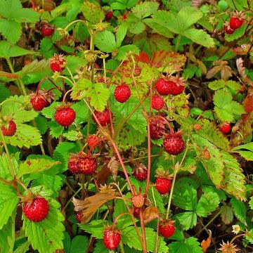 Fragaria vesca - Bosaardbei