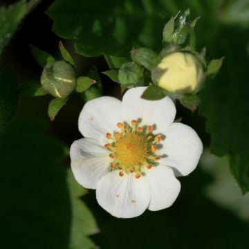 Fragaria nubicola Mont Omei - Abrikozenaardbei