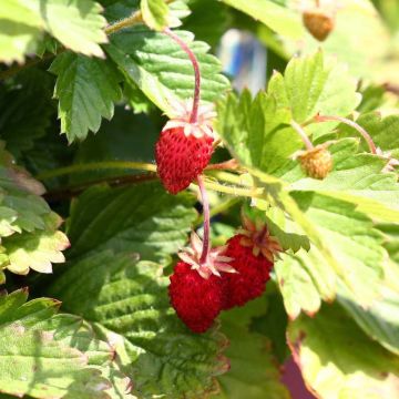 Fragaria vesca Alexandria - Bosaardbei