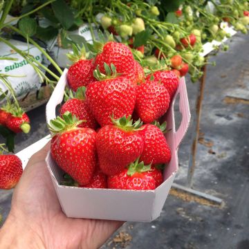 Aardbei Magnum Marionnet 97