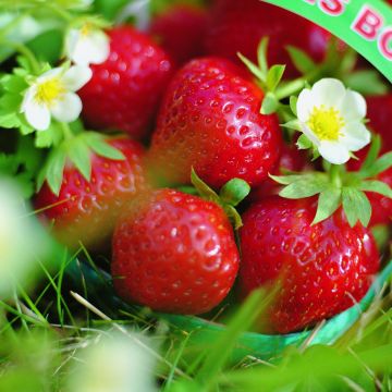 Aardbei Mara des Bois (doordragend)