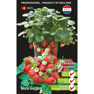 Aardbei Temptation