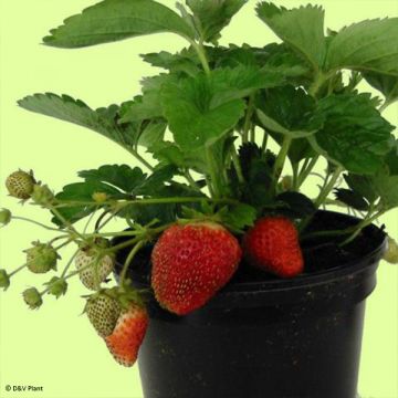Aardbei Temptation - Fragaria