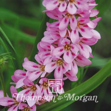 Francoa sonchifolia Pink Giant (zaad)