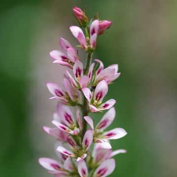 Francoa sonchifolia - Bruidskrans