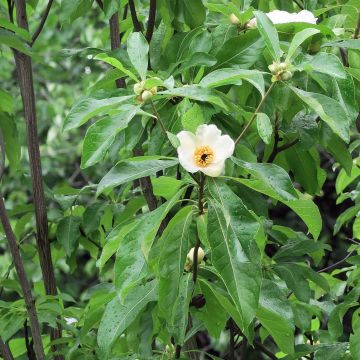 Franklinia alatamaha - Franklinboom