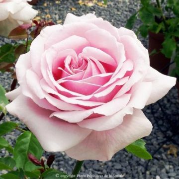 Rosa Frederic Mistral - Grootbloemige roos