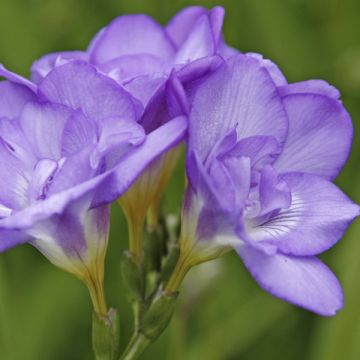 Freesia Double Blauw - Kaaps lelietje-van-dalen