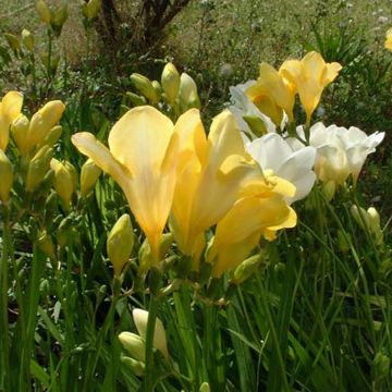 Freesia Geel - Freesia enkel geel