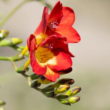 Freesia Rood - Kaaps lelietje-van-dalen