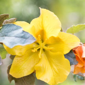 Fremontodendron californicum - Flannelstruik