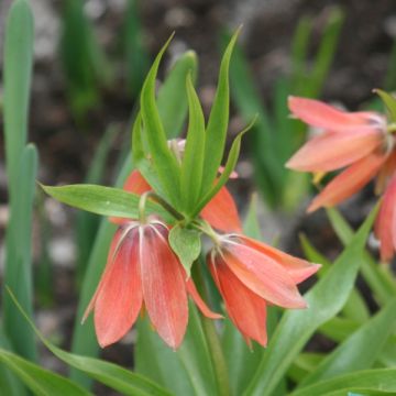 Fritillaria imperialis Bach - Keizerskroon
