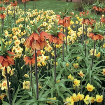 Fritillaria imperialis Orange Beauty - Keizerskroon