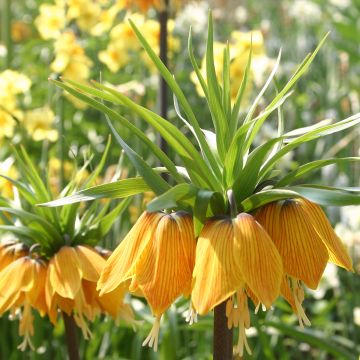 Fritillaria imperialis Striped Beauty - Keizerskroon
