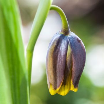 Fritillaria uva-vulpis - Kievitsbloem