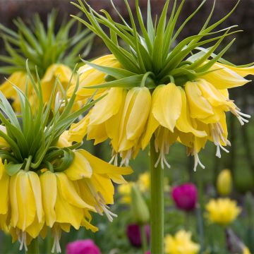 Fritillaria imperialis Lutea - Keizerskroon