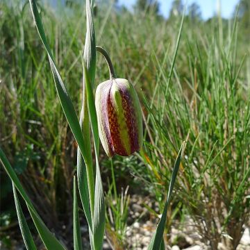 Fritillaria crassifolia crassifolia - Kievitsbloem