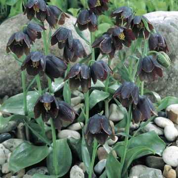 Fritillaria davisii - Griekse kievitsbloem