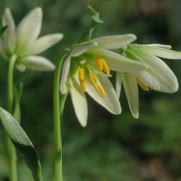 Fritillaria liliacea - Kievitsbloem