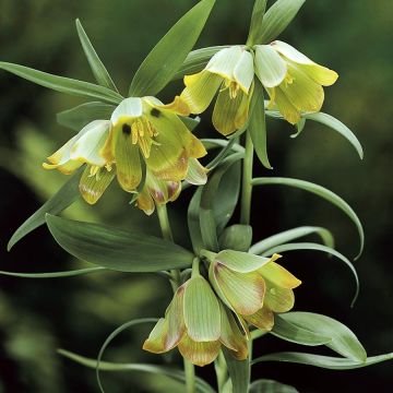 Fritillaria pontica - Kievitsbloem