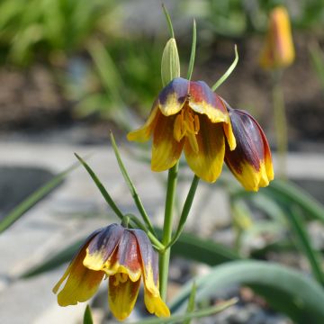 Fritillaria reuteri - Kievitsbloem