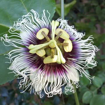 Passiflora edulis f. flavicarpa - Gele passievrucht
