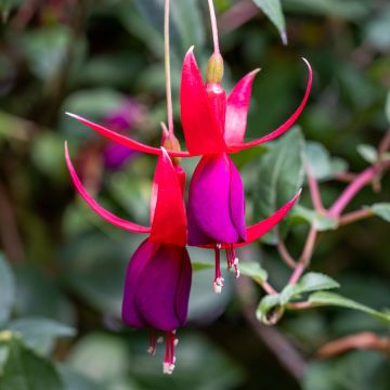 Fuchsia Angela - Bellenplant