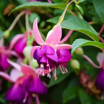 Fuchsia Bella Faya - Bellenplant