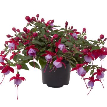 Fuchsia Bella Lydia - Bellenplant