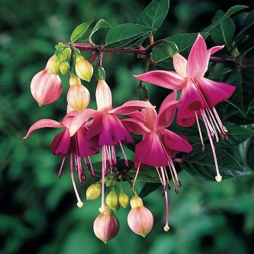 Fuchsia Paula Jane - Bellenplant