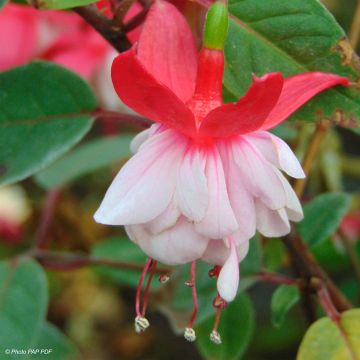 Fuchsia Chantilly - Bellenplant