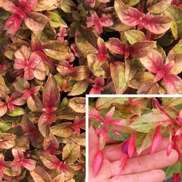 Fuchsia Happy Birthday - Bellenplant