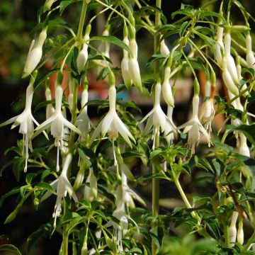Fuchsia magellanica Hawkshead - Winterharde fuchsia
