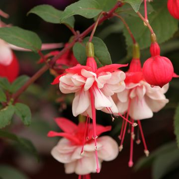 Fuchsia Heidi Weiss - Bellenplant