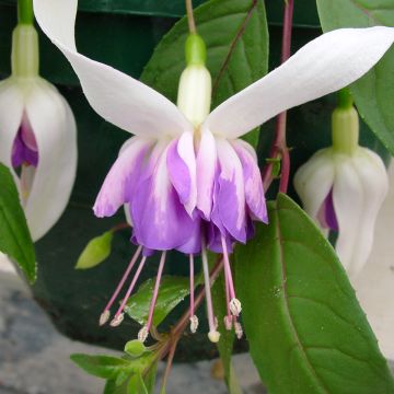 Fuchsia Illusion - Bellenplant