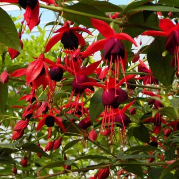 Fuchsia Lady Boothby - Bellenplant