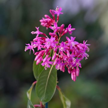 Fuchsia Lechlade Gordon - Bellenplant