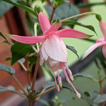 Fuchsia Summermelody Sunantonio Pink-White - Bellenplant