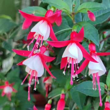 Fuchsia Summermelody Sunfilipe Red-White - Bellenplant