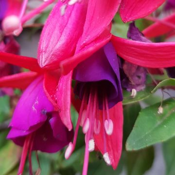 Fuchsia Summermelody Sunlope Magenta-Purple - Bellenplant