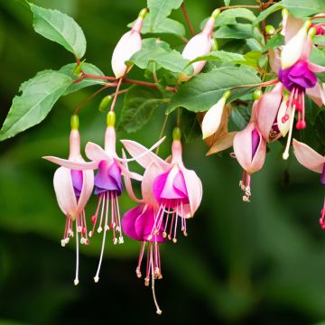 Fuchsia Summermelody Sunmarcos Rose-Blue - Bellenplant