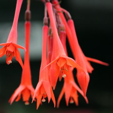 Fuchsia Thalia - Bellenplant