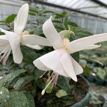 Fuchsia Ting a Ling - Bellenplant
