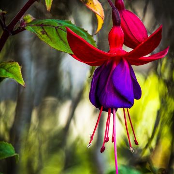Fuchsia Lady Boothby - Bellenplant