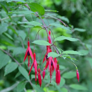 Fuchsia magellanica - Winterharde fuchsia