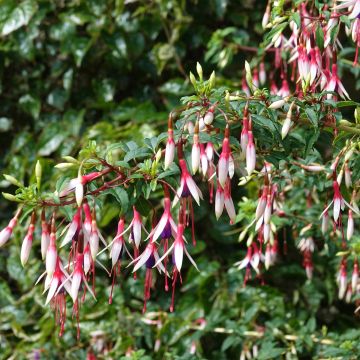 Fuchsia magellanica Arauco - Winterharde fuchsia