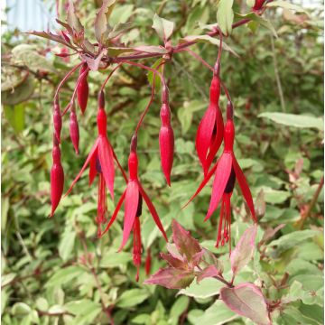Fuchsia magellanica Tricolorii - Winterharde fuchsia